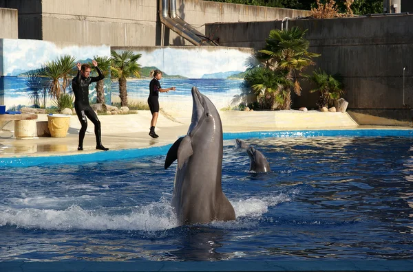 Show of dolphins. A Madrid zoo, Madrid, Spain. — Stockfoto