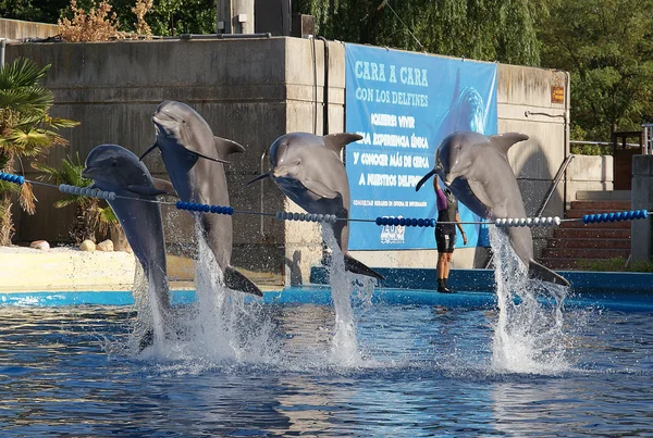 Mostra di delfini. A Madrid zoo, Madrid, Spagna . Foto Stock Royalty Free