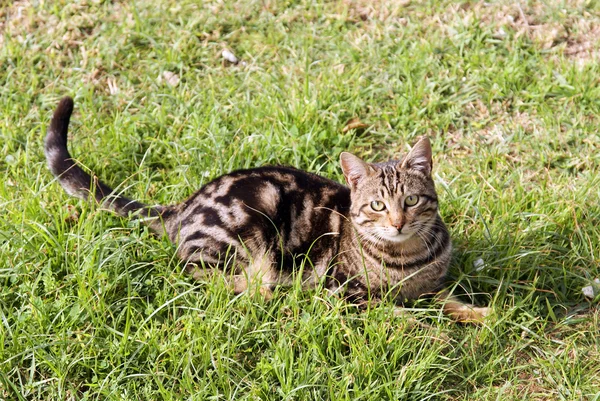 緑の芝生で灰色のぶち猫 — ストック写真