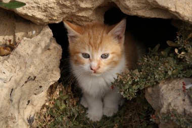 küçük Kızıl tabby yavru kedi bir mağaradan görünüyor