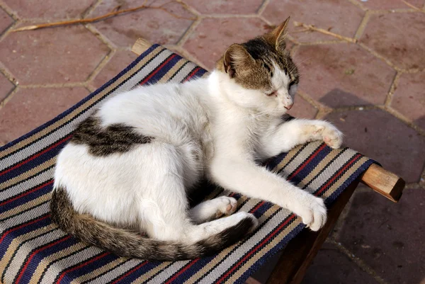 Weiß-braune Katze schläft auf gestreiftem Klappstuhl — Stockfoto