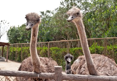 3 Ostriches clipart