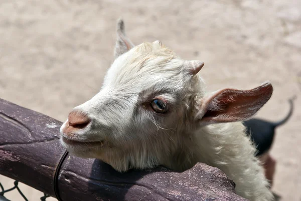 stock image Young Goat