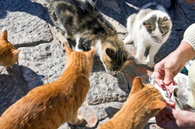 Five greek street cats eat clipart