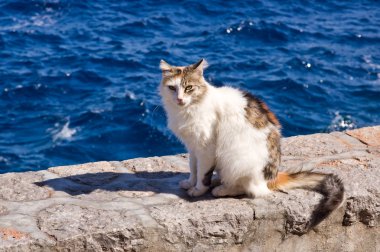 duvar deniz kenarında oturan Yunan alaca kedi