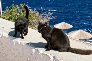 Deniz kenarında duvar, iki Yunan Kara kediler