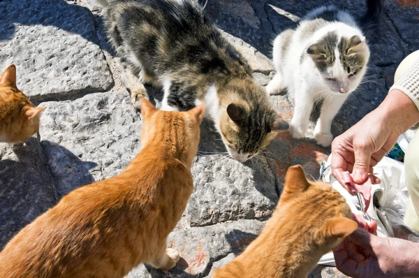 Cinco gatos de rua gregos comem — Fotografia de Stock