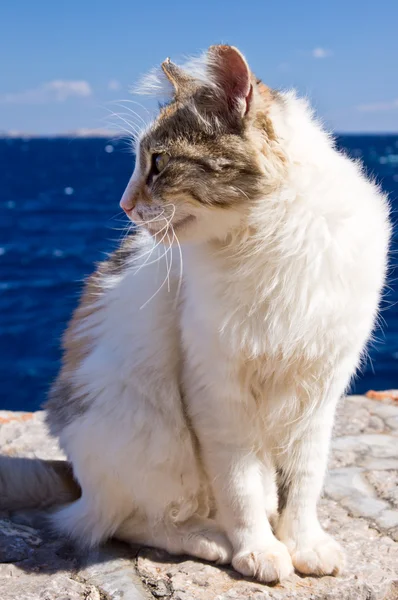 Griechische Calico-Katze sitzt an einer Mauer am Meer — Stockfoto
