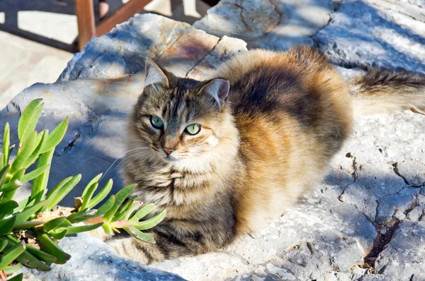 壁で横になっているギリシャのぶち猫 — ストック写真