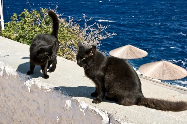 Two Greek black cats at wall near sea — Stock Photo, Image