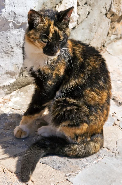 三毛猫ねこ猫ユッケ石に座ってギリシャ — ストック写真