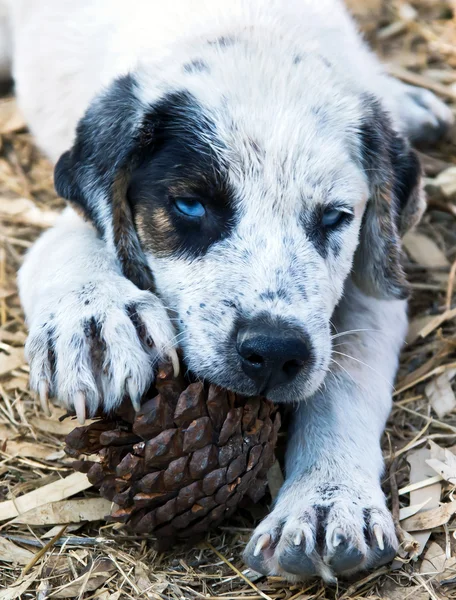 White puppy with black stains and cone — Stock Photo, Image