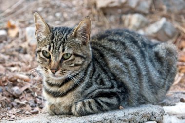 taş at oturan gri tekir kedi