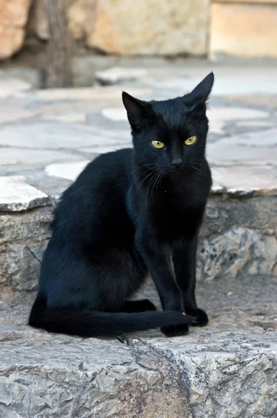 Schwarze Katze sitzt auf Stein — Stockfoto