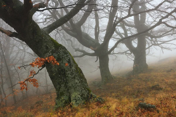 Träd i dimman — Stockfoto