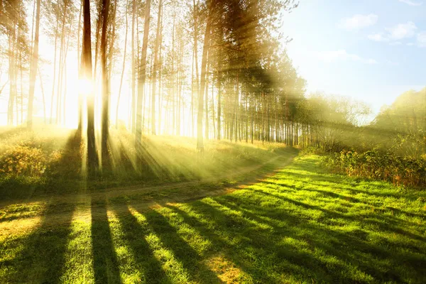 Солнечный лес рано утром — стоковое фото