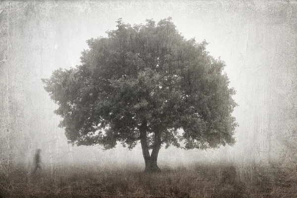 Árvore em um nevoeiro — Fotografia de Stock