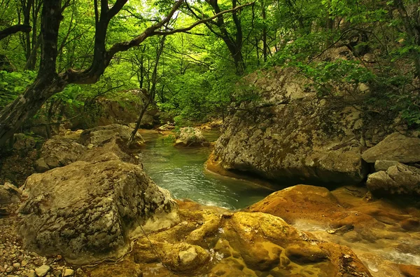 Il fiume nella foresta — Foto Stock