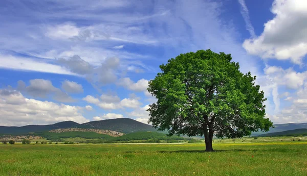 Árbol solitario en el valle — Foto de Stock