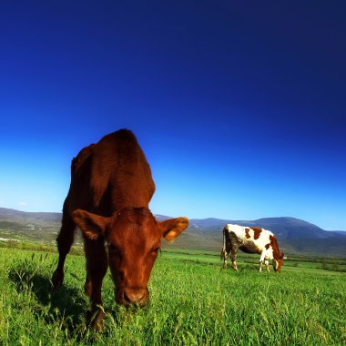 The calf on the background of the mountain scenery in the summer clipart