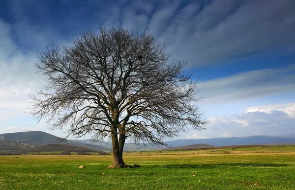 Osamělý strom v údolí — Stock fotografie