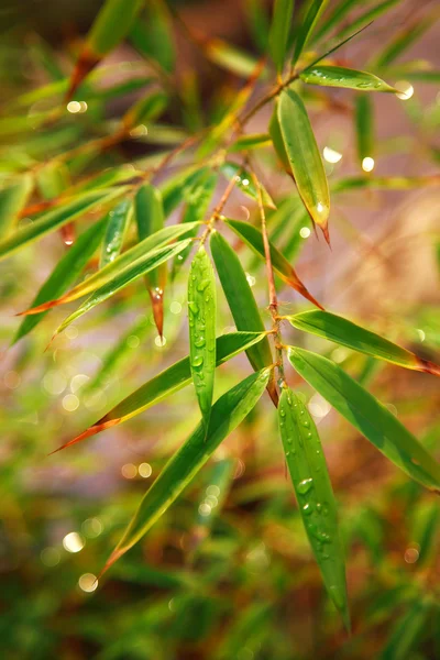 湿的叶子 — 图库照片