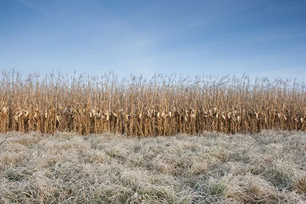 Кукурудзяне поле взимку — стокове фото