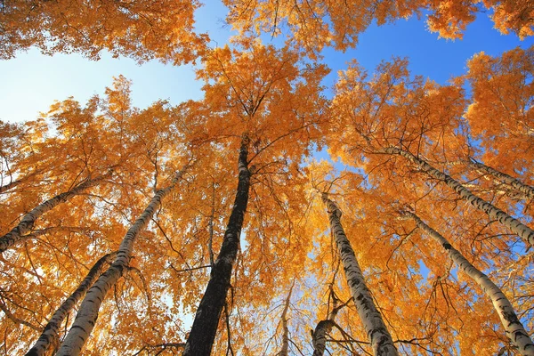 Stromy proti modré obloze — Stock fotografie