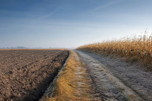 Corn Field in frost — Stock Photo, Image