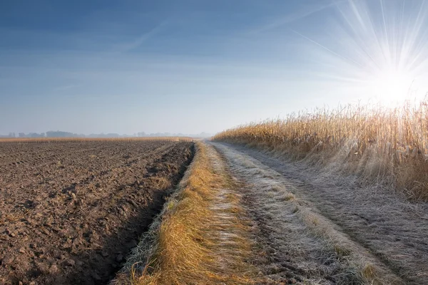 Corn Field in frost — Stock Photo, Image