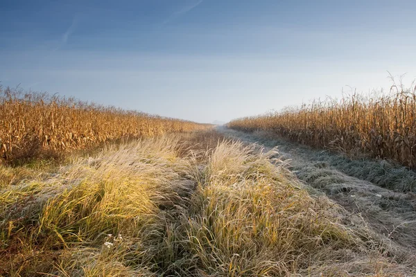 Кукурудзяне поле в морозі — стокове фото