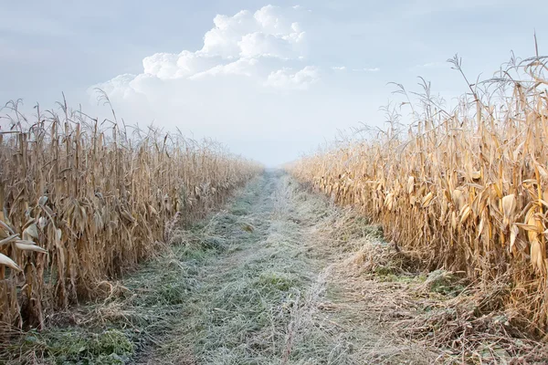Campo de maíz en las heladas — Foto de Stock