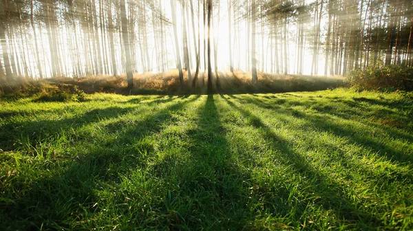 stock image Sunny forest early in the morning