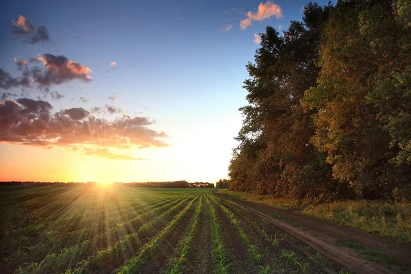 A estrada ao longo do campo de milho e da floresta ao pôr do sol — Fotografia de Stock