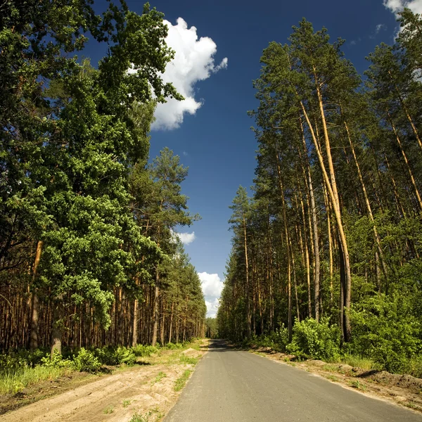 Дорога через лес — стоковое фото