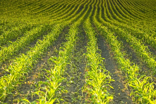 Grön majs fält — Stockfoto