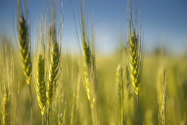 Mavi gökyüzüne karşı buğday kulakları — Stok fotoğraf