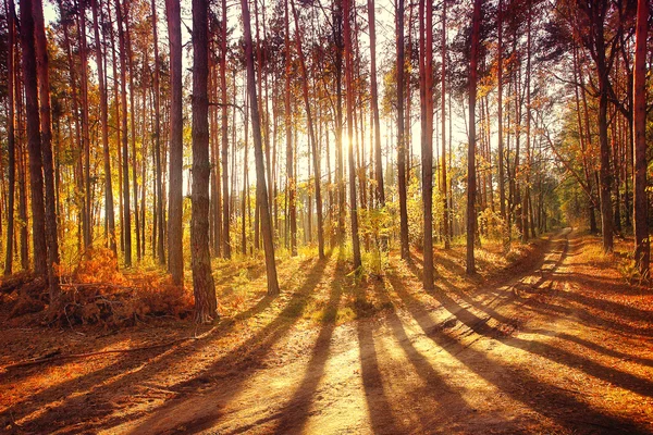 Солнечный лес — стоковое фото