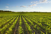 zelené pole s mladými kukuřice při západu slunce