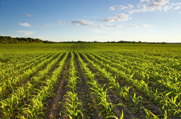 Zielone pole z młodych kukurydzy na zachodzie słońca — Zdjęcie stockowe