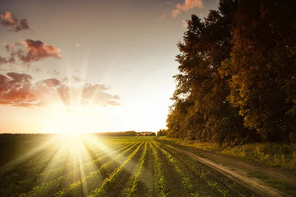 Spåra nära majsfält i solnedgången — Stockfoto