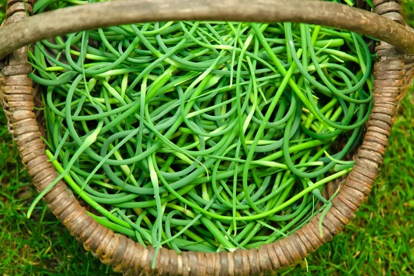 Panier avec oignons de printemps sur herbe verte — Photo