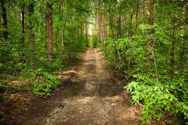 The road through the forest clipart