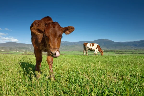 Корови пасуться на зеленому лузі — стокове фото