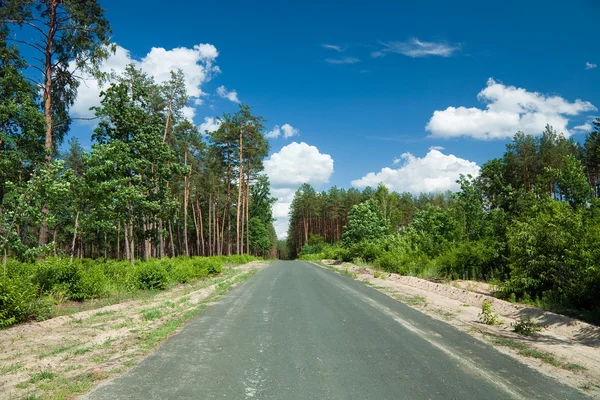 De weg door het dennenbos — Stockfoto