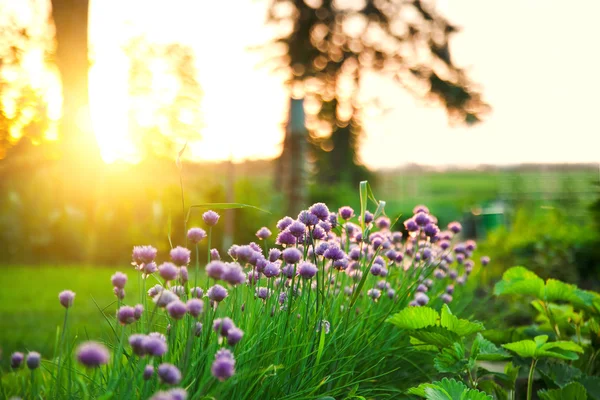 Giardino sullo sfondo di un bellissimo tramonto — Foto Stock