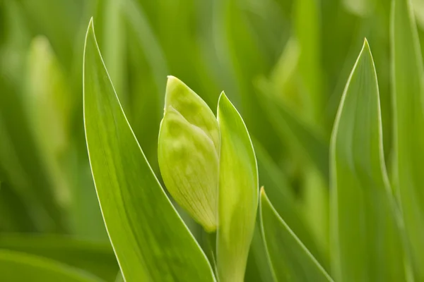 stock image Green leaves and a bud iris close-up