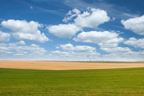 푸른 하늘을 배경으로 초록색 들판 — 스톡 사진