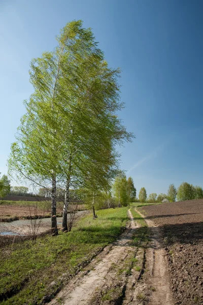 도, 자작나무, 쟁기 — 스톡 사진
