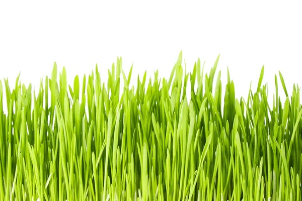 Gras auf Weiß — Stockfoto